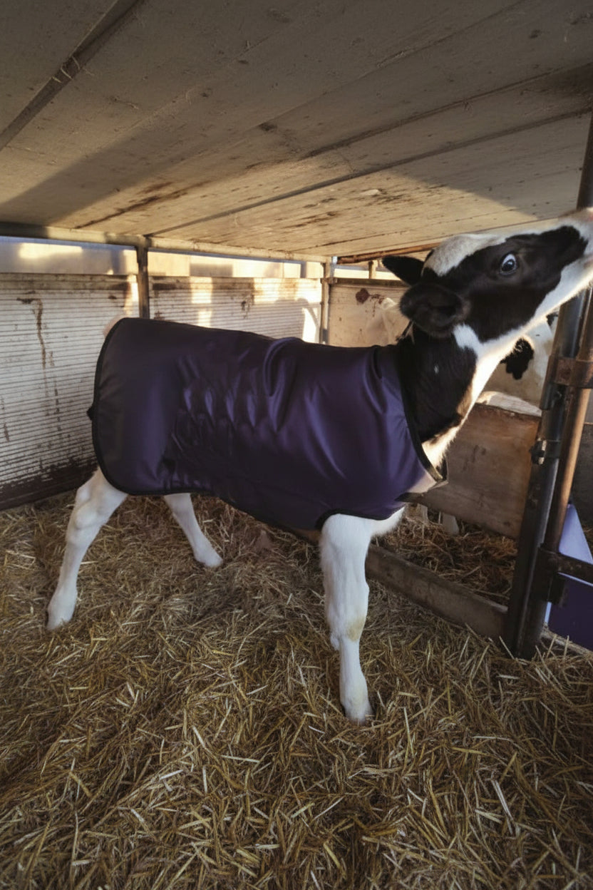 Vitello con coperta antistrappo blu.